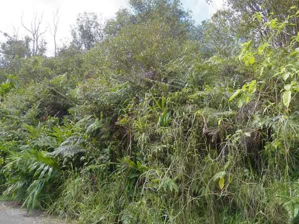 Hilohilo St, Volcano, HI 96785