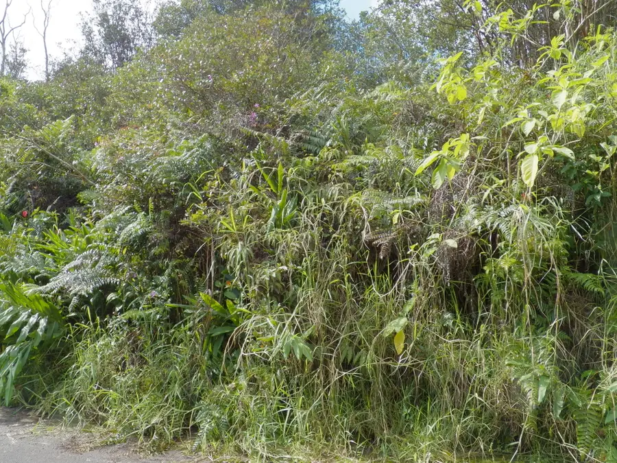 Hilohilo St, Volcano, HI 96785 - Image #3