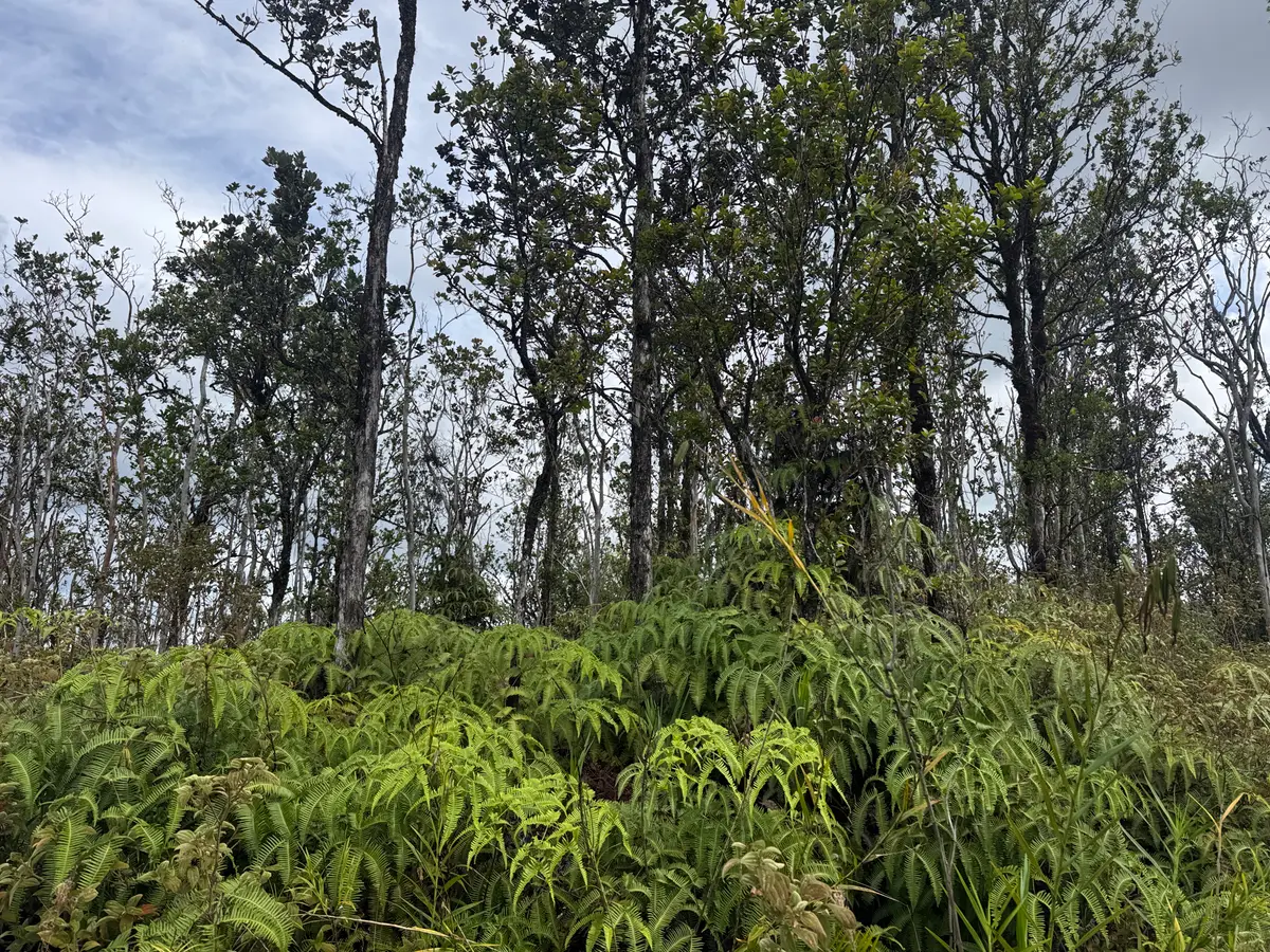 Ala Naulani, Volcano, HI 96785 - Image #1