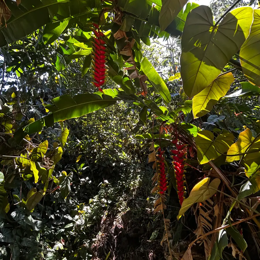 Opae St, Pahoa, HI 96778 - Image #3