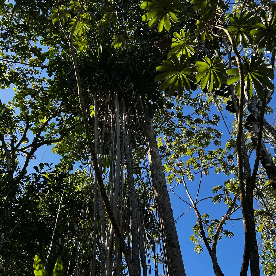 Oopu St, Pahoa, HI 96778 - Image #3