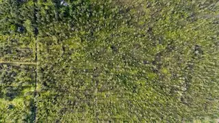 Road 2 (ao), Mountain View, HI 96760