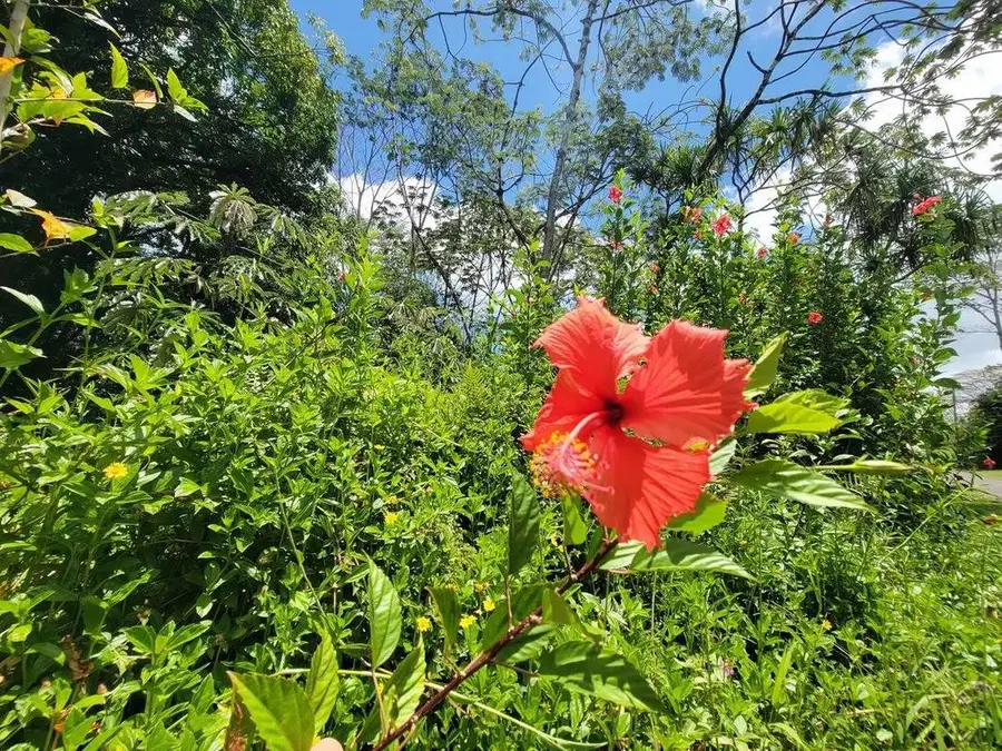 Nenue St, Pahoa, HI 96778 - Image #2