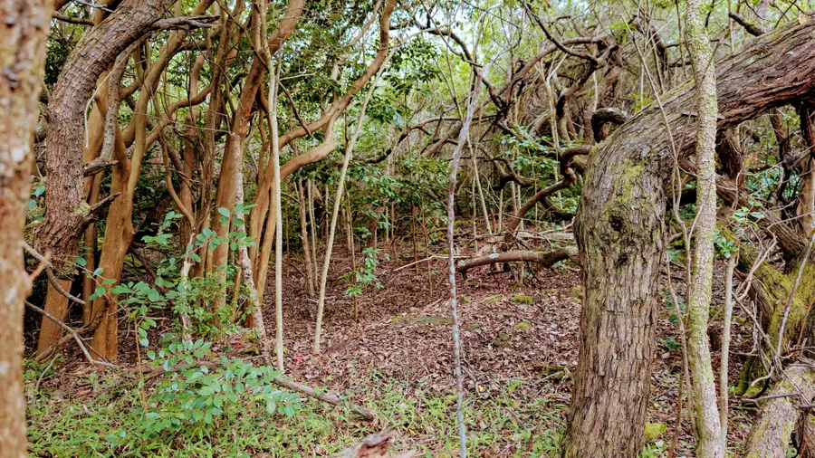 94-6579 Kamaoa Rd, Naalehu, HI 96772 - Image #2