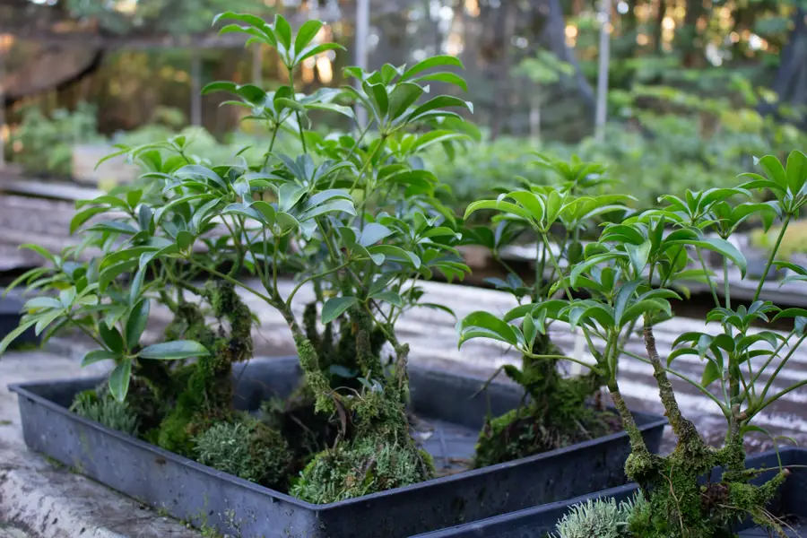 17-856-A Olaa Rd, Kurtistown, HI 96760 - Image #3