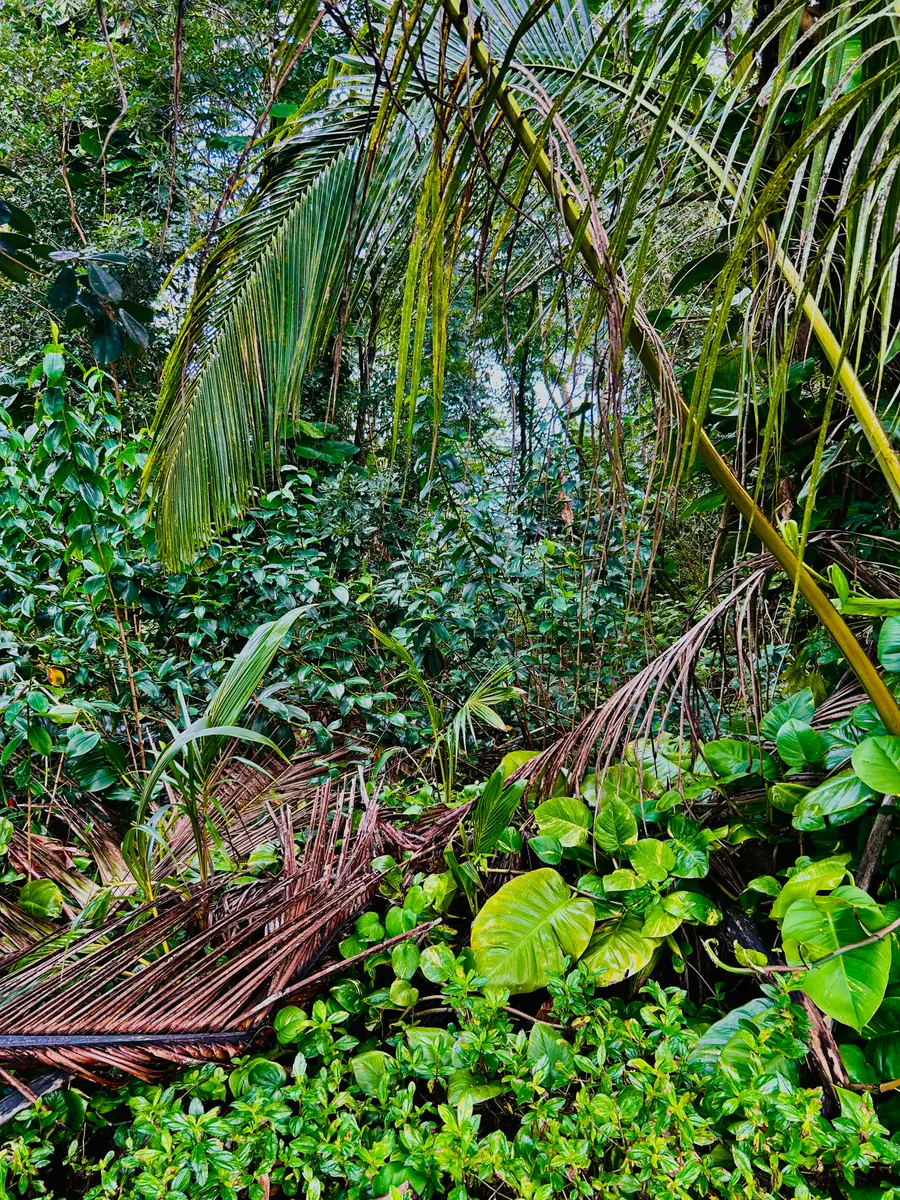 15-740 Kahakai Blvd, Pahoa, HI 96778 - Image #2