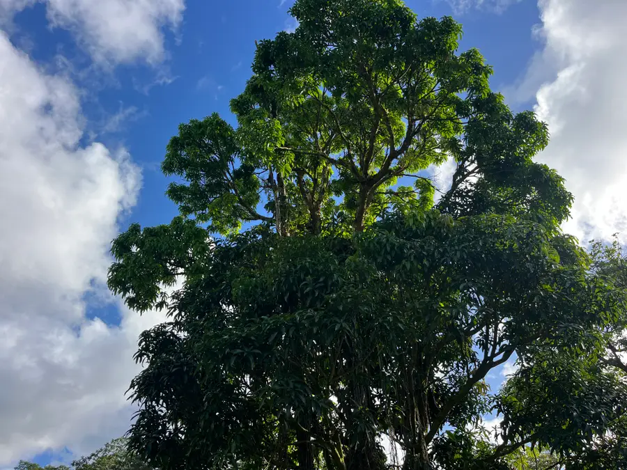 King Kamehameha Blvd, Kurtistown, HI 96760 - Image #2