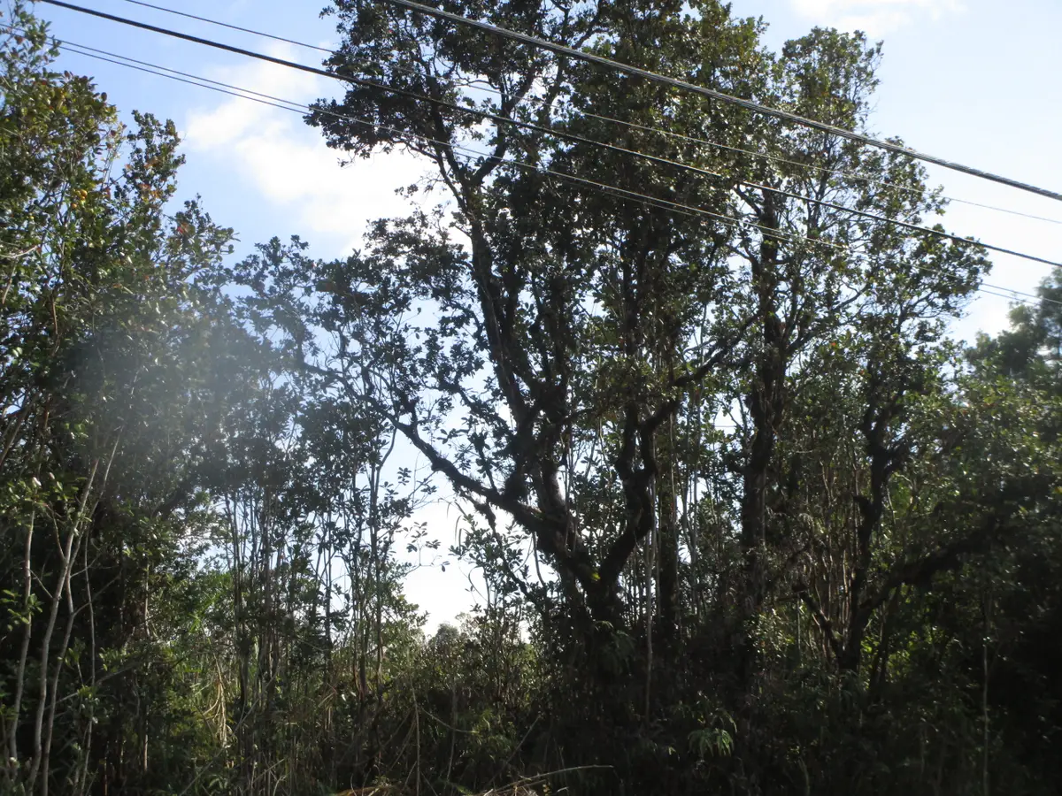 Lehua St, Mountain View, HI 96771 - Image #1