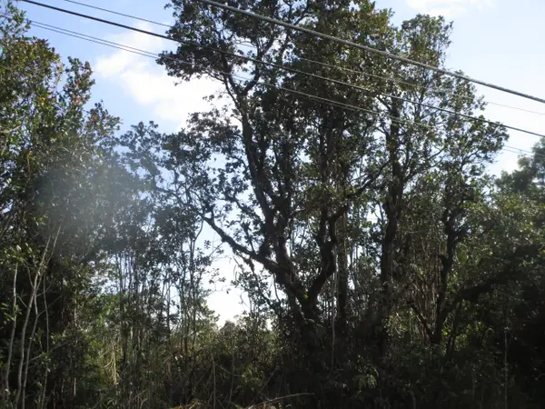 Lehua St, Mountain View, HI 96771