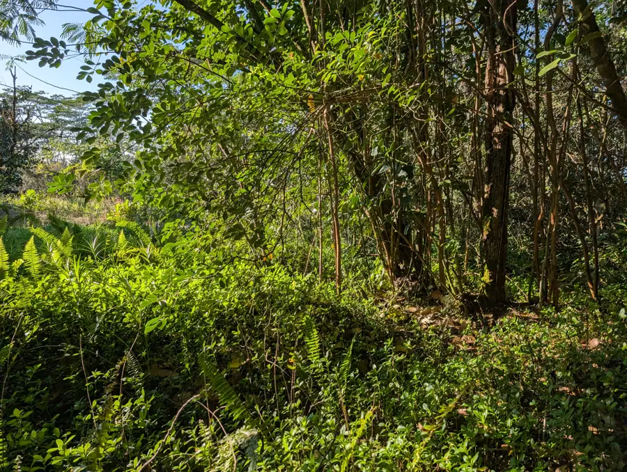 8th Ave, Keaau, HI 96749 - Image #3