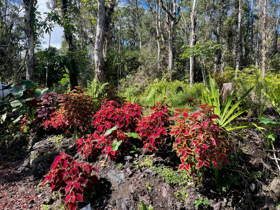 777 Iolani St, Pahoa, HI 96778 - Image #3