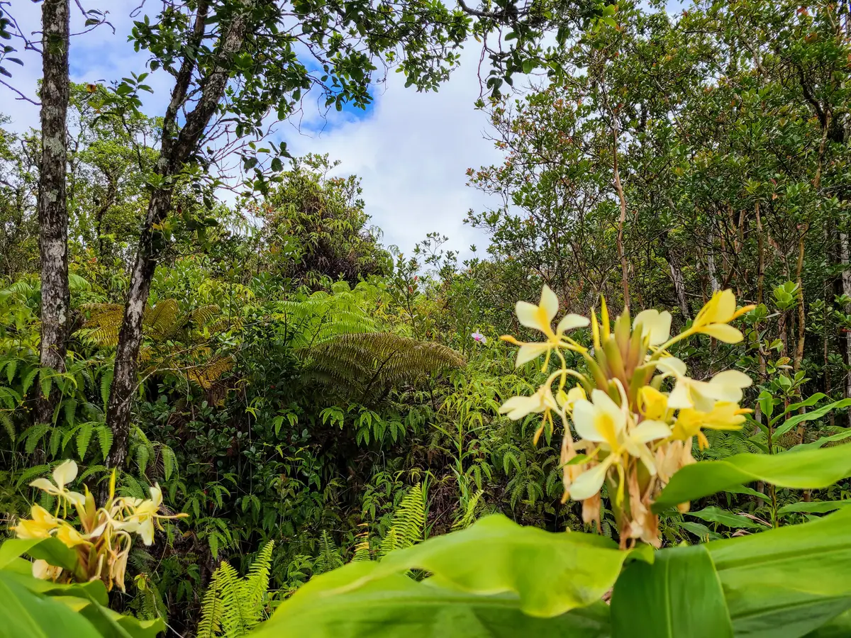 Road 7, Volcano, HI 96785 - Image #1