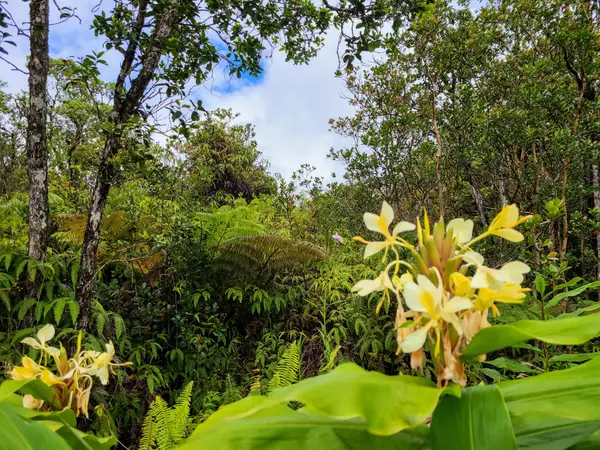 Road 7, Volcano, HI 96785