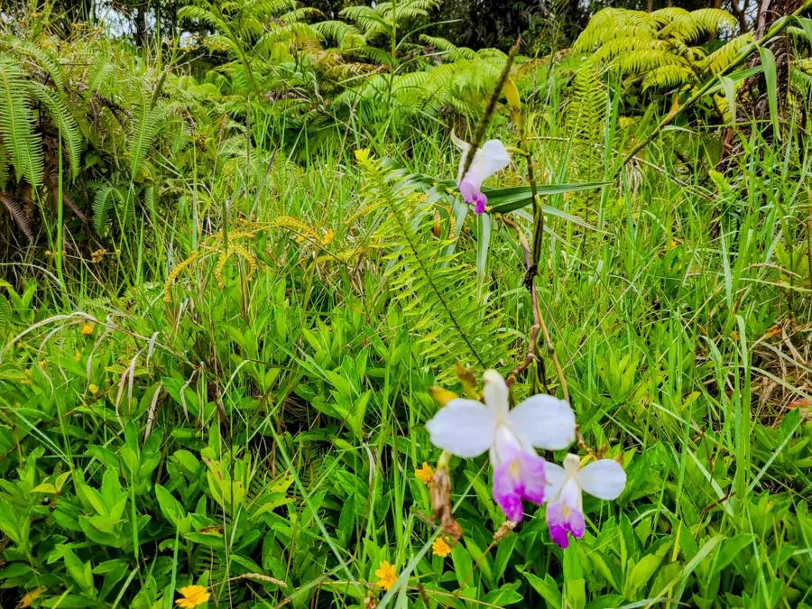 Road 7, Volcano, HI 96785 - Image #2