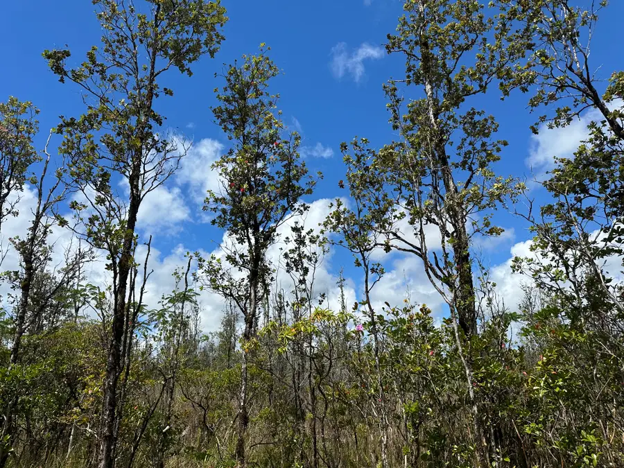 Sandalwood Ct, Keaau, HI 96749 - Image #2