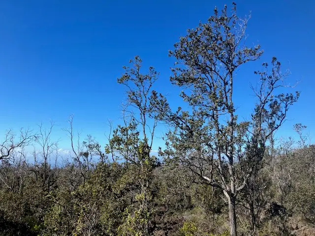 Koa Ln, Ocean View, HI 96737 - Image #2