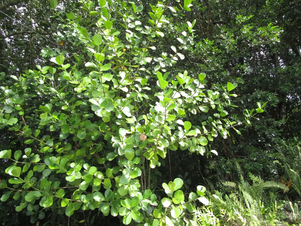 Amau Rd, Keaau, HI 96749 - #1