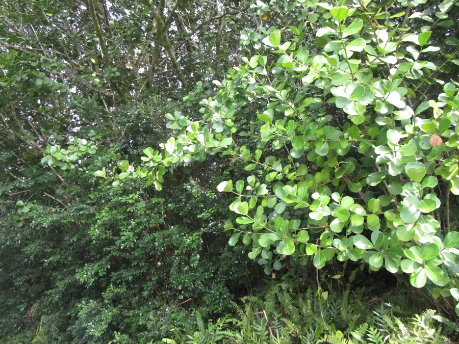 Amau Rd, Keaau, HI 96749 - #2