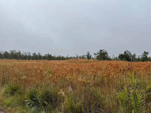Ohialani Rd, Volcano, HI 96785