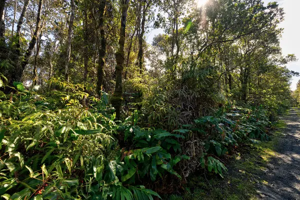 9th St, Volcano, HI 96785