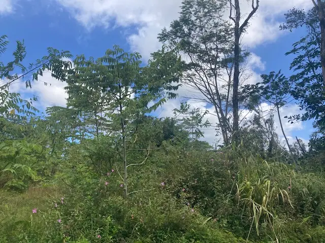 14-3479 Shell Rd, Pahoa, HI 96778 - Image #1