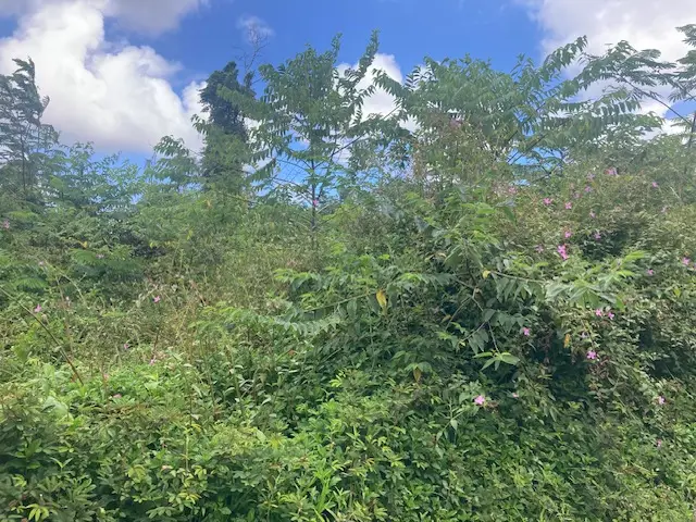 14-3479 Shell Rd, Pahoa, HI 96778 - Image #2