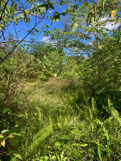 14-3481 Shell Rd, Pahoa, HI 96778 - Image #2