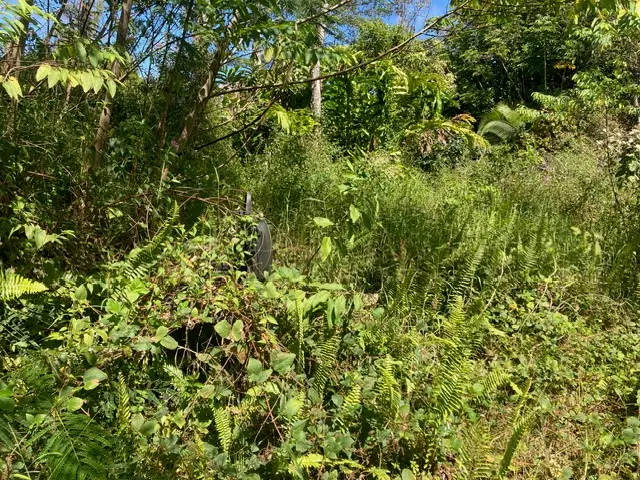 14-3481 Shell Rd, Pahoa, HI 96778 - Image #3