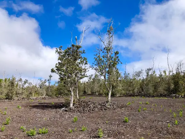 Paradise Pkwy, Ocean View, HI 96737