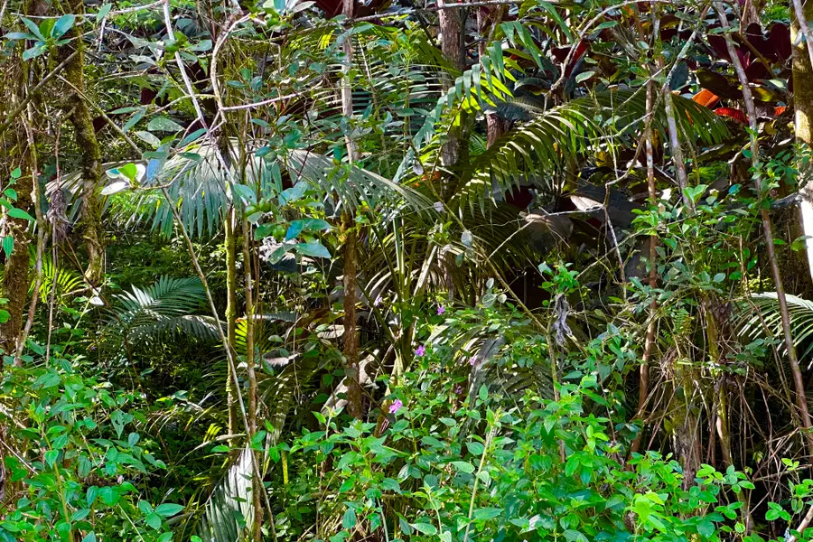 Dolphin Ln, Pahoa, HI 96778 - Image #3