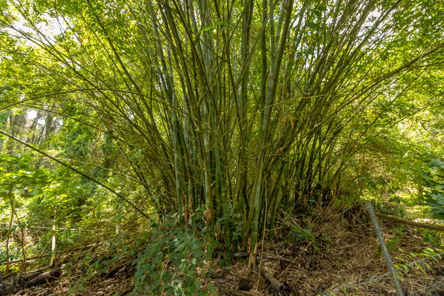 47-4630 Cane Haul Rd, Honokaa, HI 96727 - Image #3