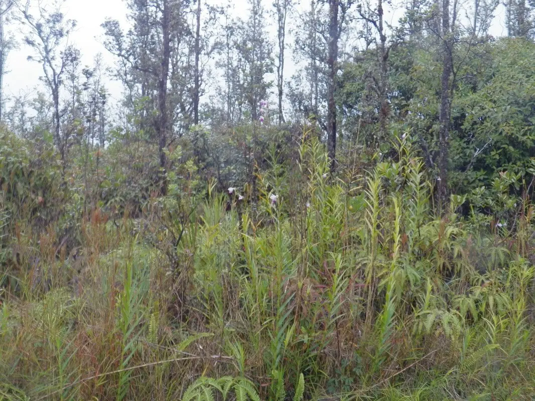 Road 4 (io Kea), Kurtistown, HI 96760 - Image #1