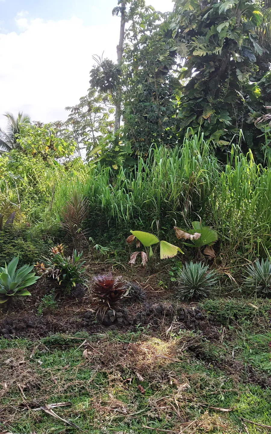 S Opelu St, Pahoa, HI 96778 - Image #3