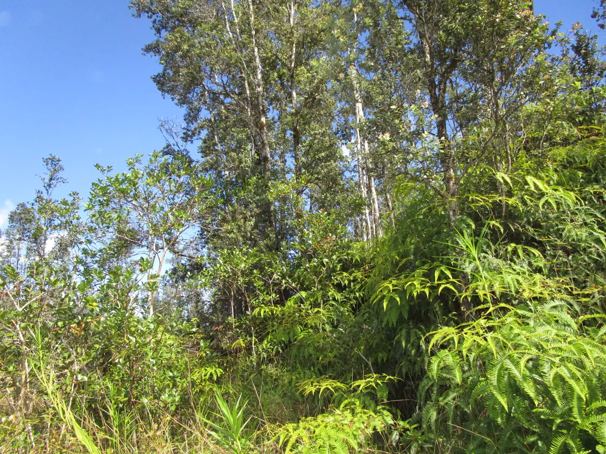 Road 9 (koloa Maoli), Kurtistown, HI 96760 - Image #1