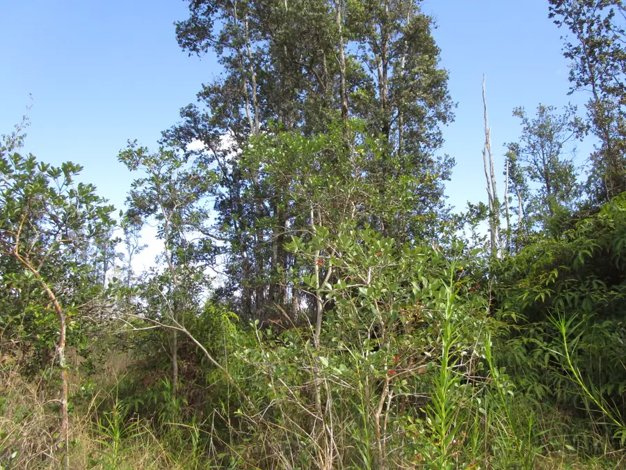 Road 9 (koloa Maoli), Kurtistown, HI 96760 - Image #3