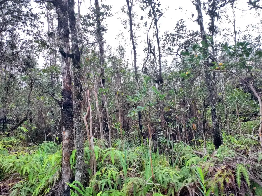 Plumeria St, Mountain View, HI 96771 - Image #2