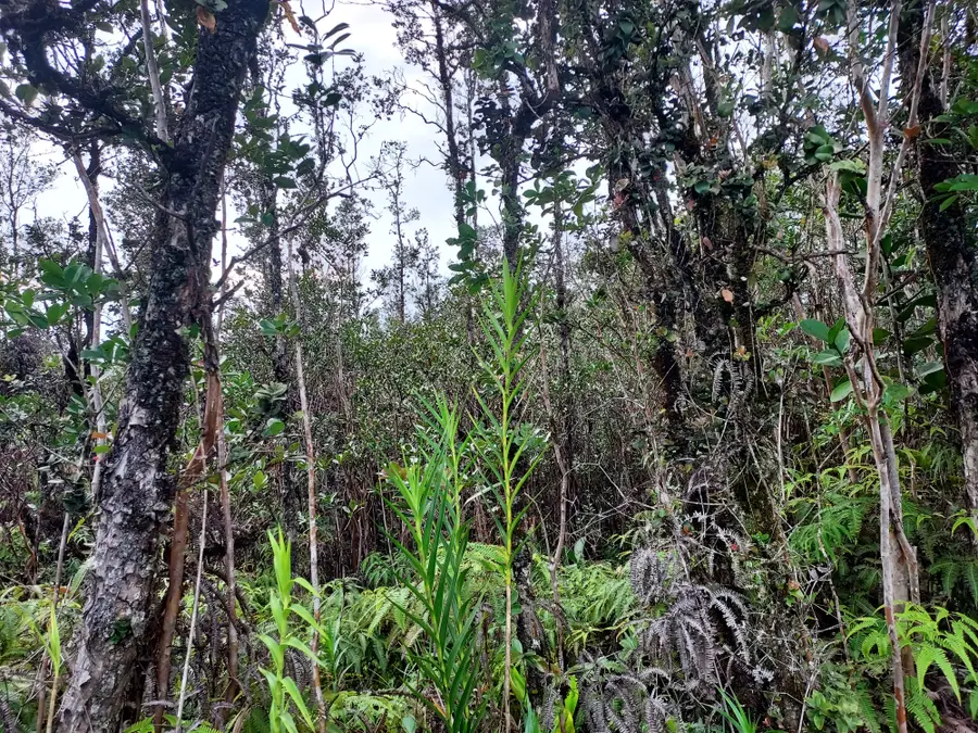 Plumeria St, Mountain View, HI 96771 - Image #3