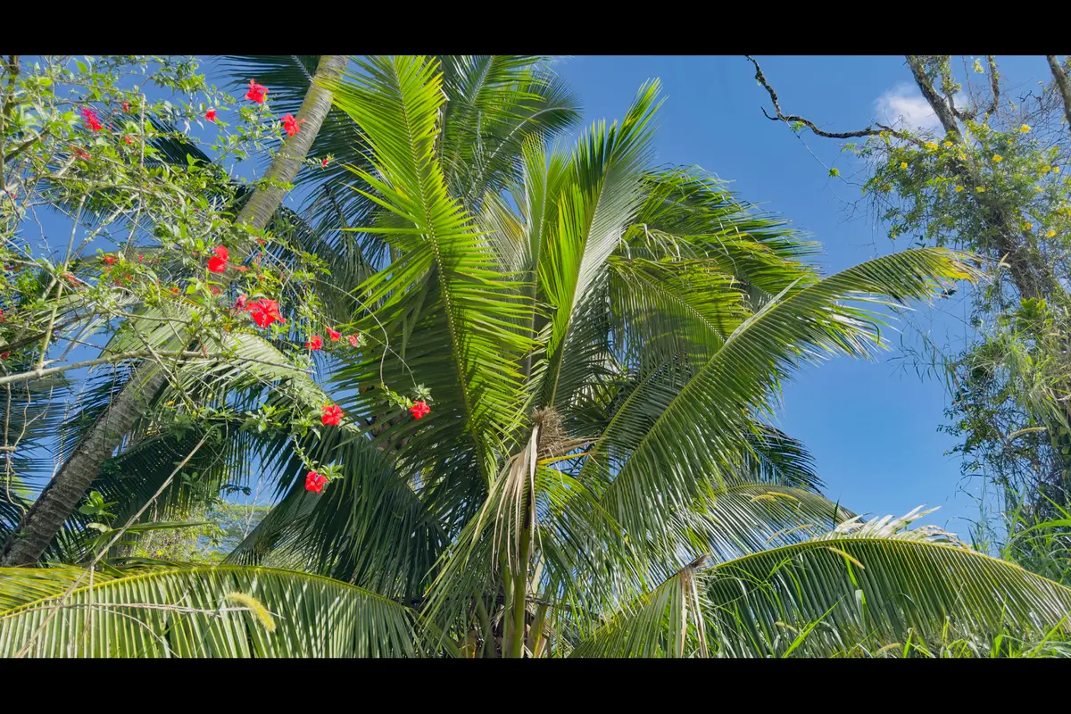 Ina St, Pahoa, HI 96778 - #1