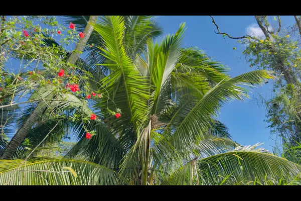 Ina St, Pahoa, HI 96778