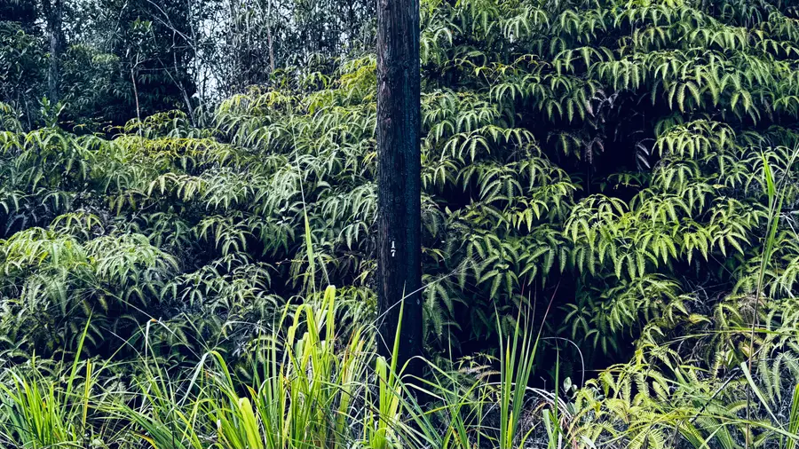 Road 3 (hopue), Kurtistown, HI 96760 - Image #2