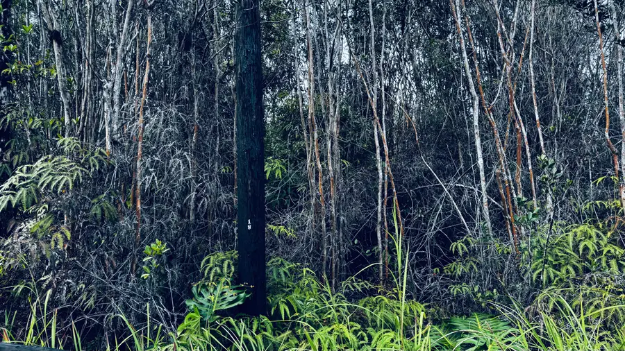 Road 3 (hopue), Kurtistown, HI 96760 - Image #3