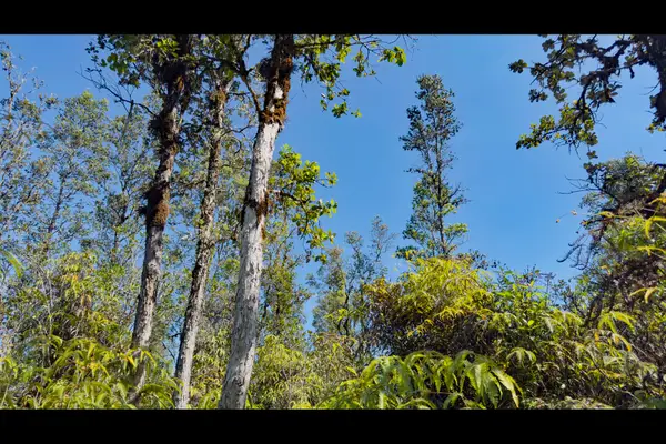 Road 2 (ao), Mountain View, HI 96771