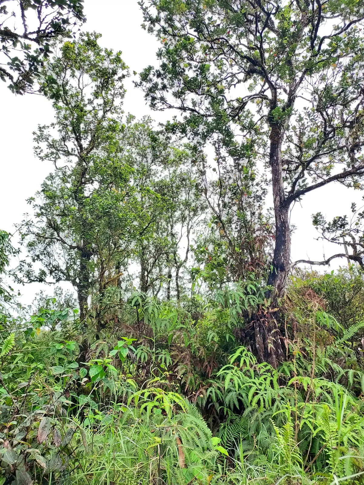 Mikana St, Mountain View, HI 96771 - Image #1