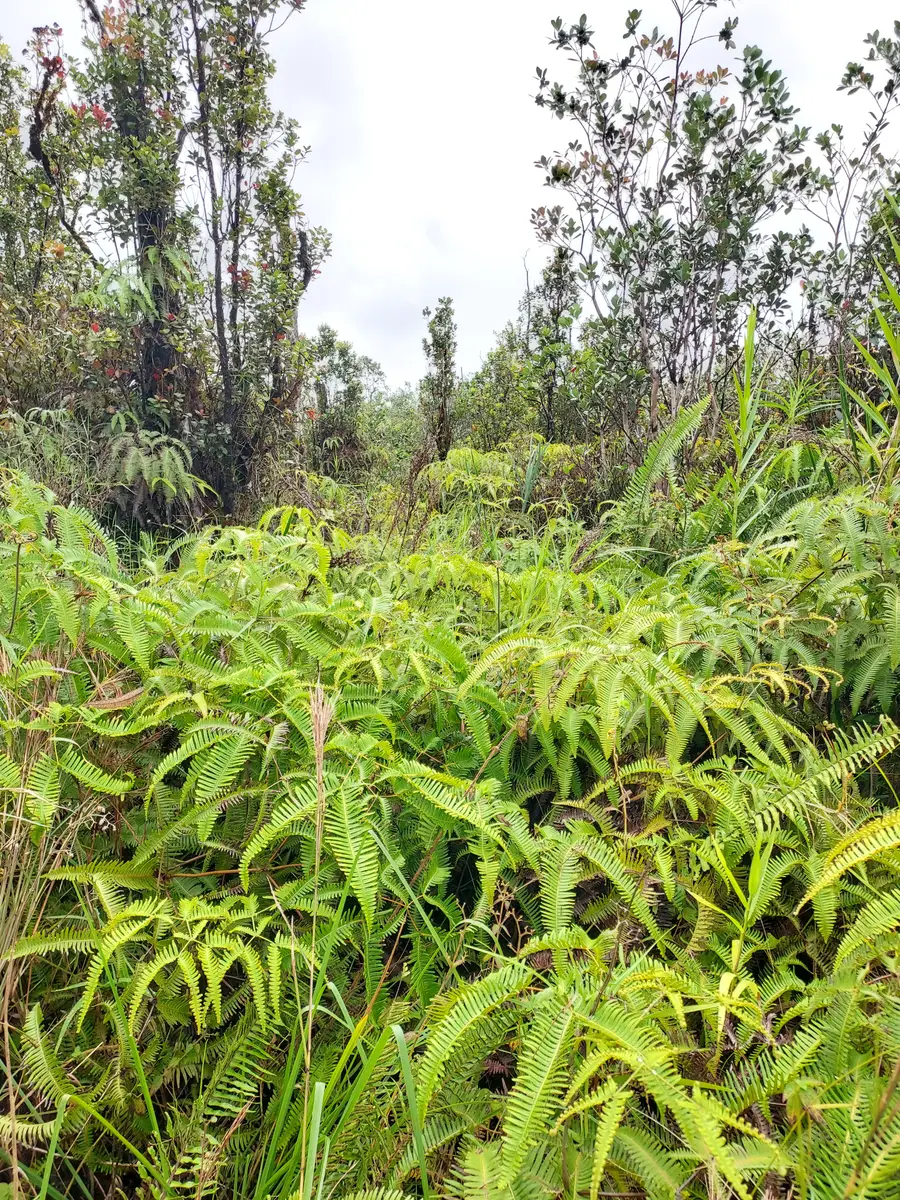 Mikana St, Mountain View, HI 96771 - Image #2