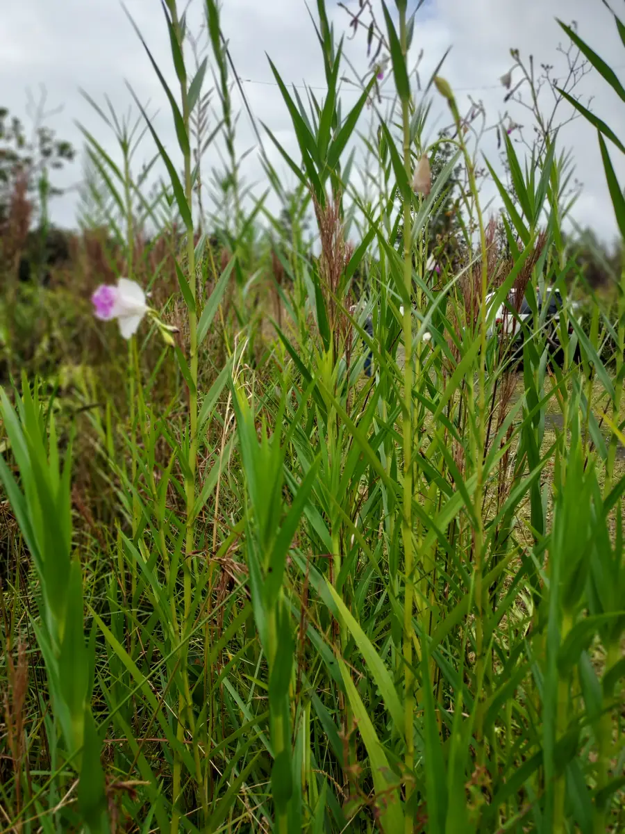 Mikana St, Mountain View, HI 96771 - Image #3