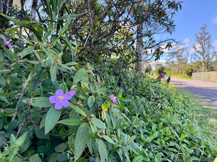 15-1730 11th Ave, Keaau, HI 96749 - #2