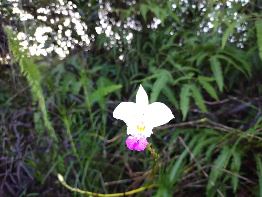 Pilikai Rd #1, Keaau, HI 96749 - #3