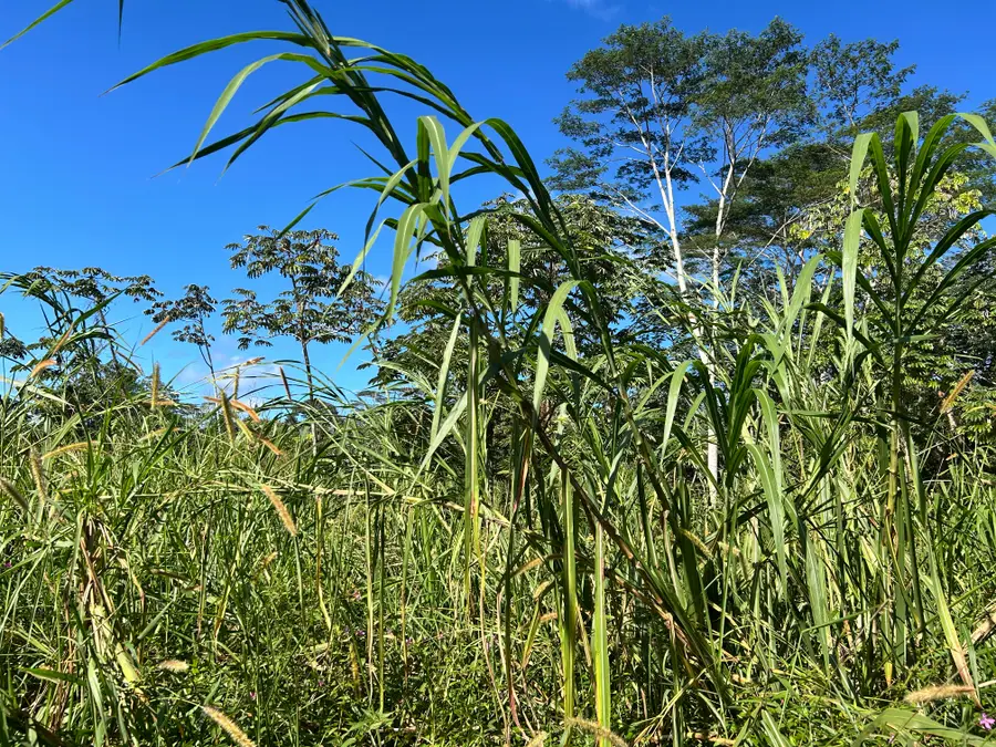 Kahoolawe Rd, Pahoa, HI 96778 - #3