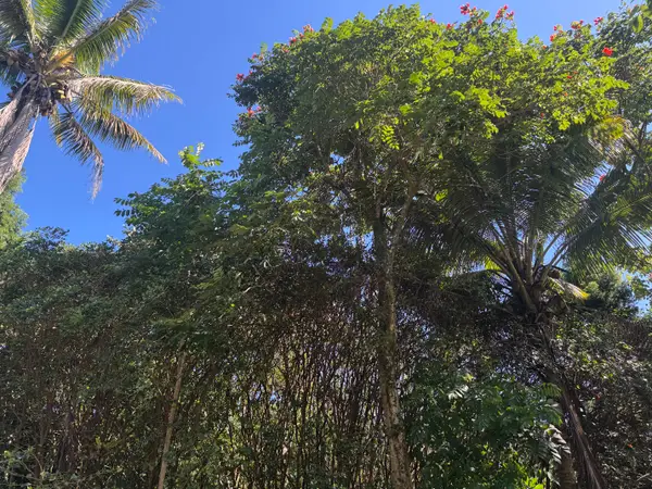 Ocean View Pkwy, Pahoa, HI 96778