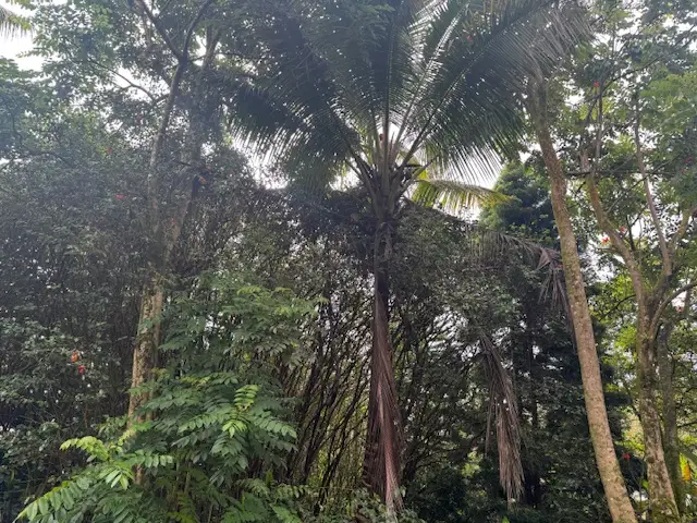 Ocean View Pkwy, Pahoa, HI 96778 - #3